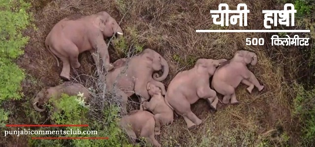 Chinese elephants| चीनी हाथी | छोटी सीख वाली कहानी | 500 elephants news | 500 elephants news in hindi